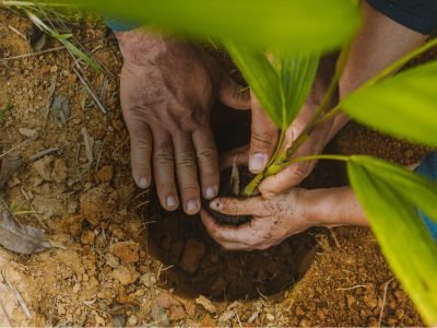 Installing tree